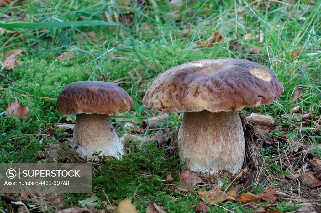 Cep (Boletus edulis) two fruiting bodies, growing in woodland, Leicestershire, England, september