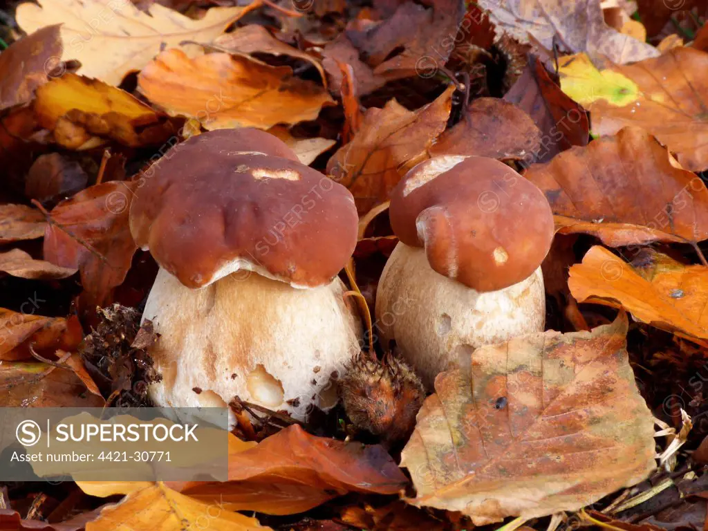 Cep (Boletus edulis) fruiting bodies, growing amongst Common Beech (Fagus sylvatica) leaf litter, Leicestershire, England, october
