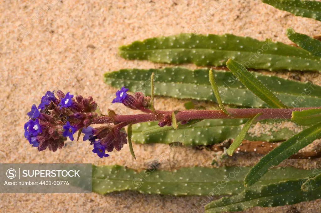 Calcarea Bugloss (Anchusa calcarea) flowering, growing on sand dunes, Algarve, Portugal