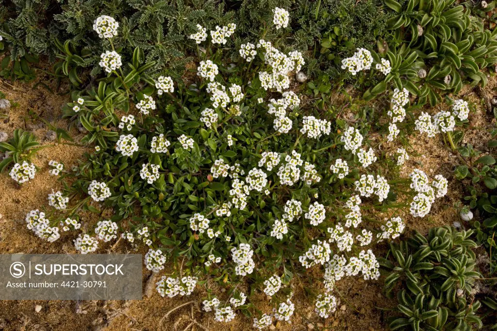 Sweet Alyssum (Lobularia maritima) flowering, Cape St. Vincent, Algarve, Portugal