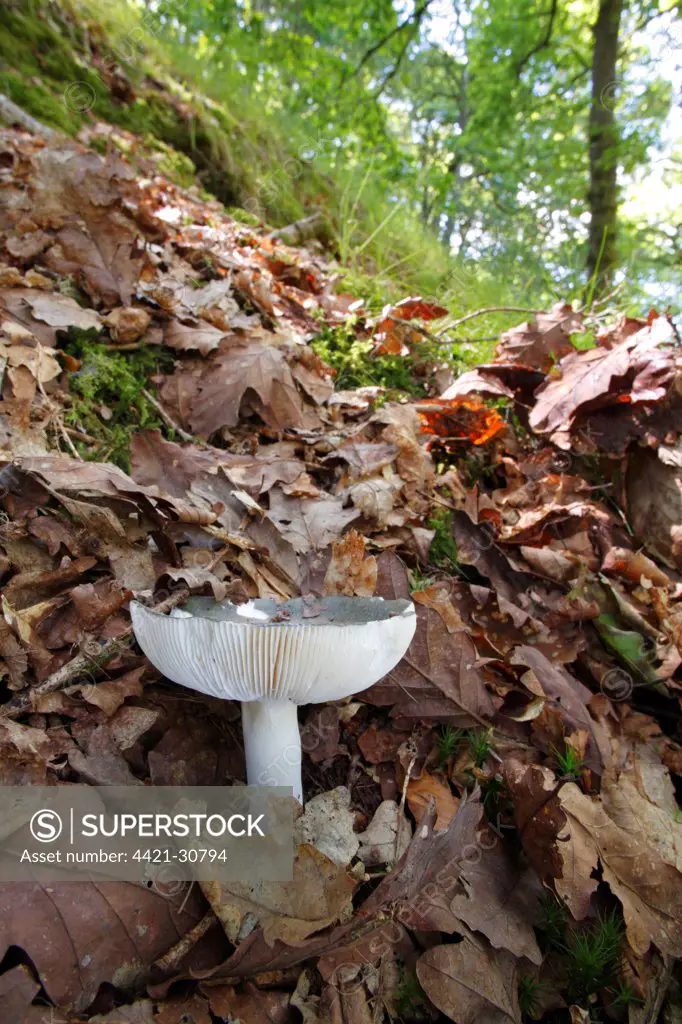 Charcoal Burner (Russula cyanoxantha) fruiting body, growing on slope amongst leaf litter in oak woodland, Powys, Wales, august