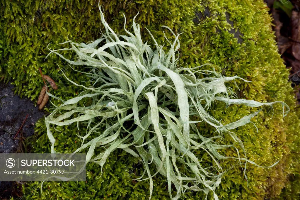 Cartilage Lichen (Ramalina fraxinea) growing on moss covered tree, France