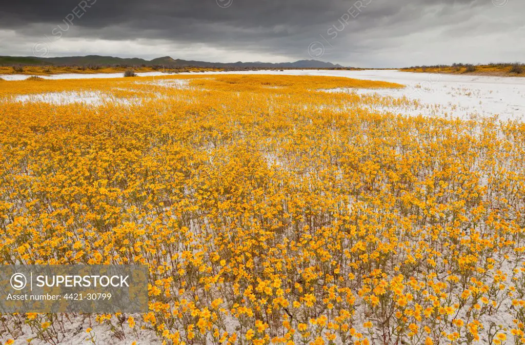 Coulter's Goldfields (Lasthenia glabrata ssp. coulteri) flowering mass, growing at edge of soda lake habitat, Carrizo Plain, California, U.S.A.