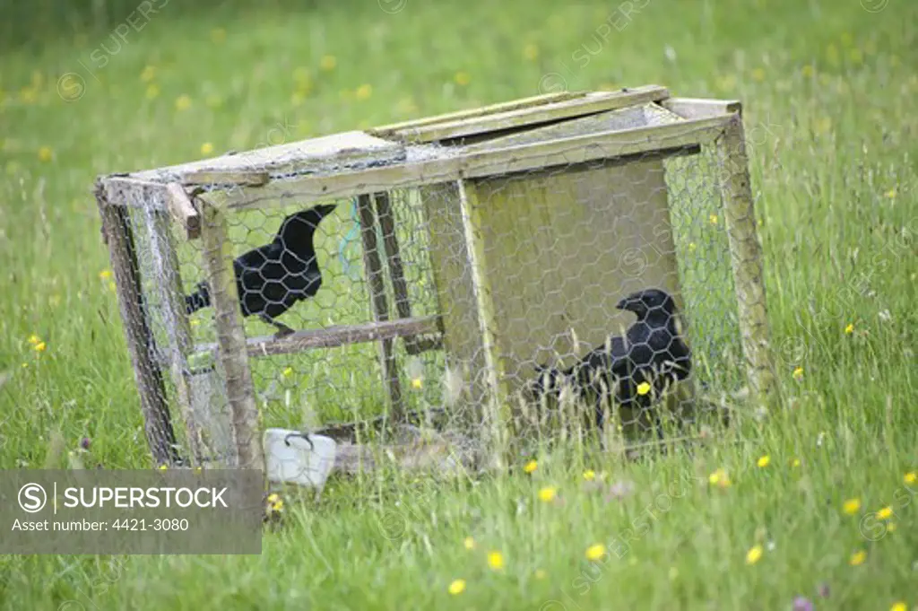 Carrion Crow (Corvus corone) two adults, in larsen trap, pest control on farm, England, june