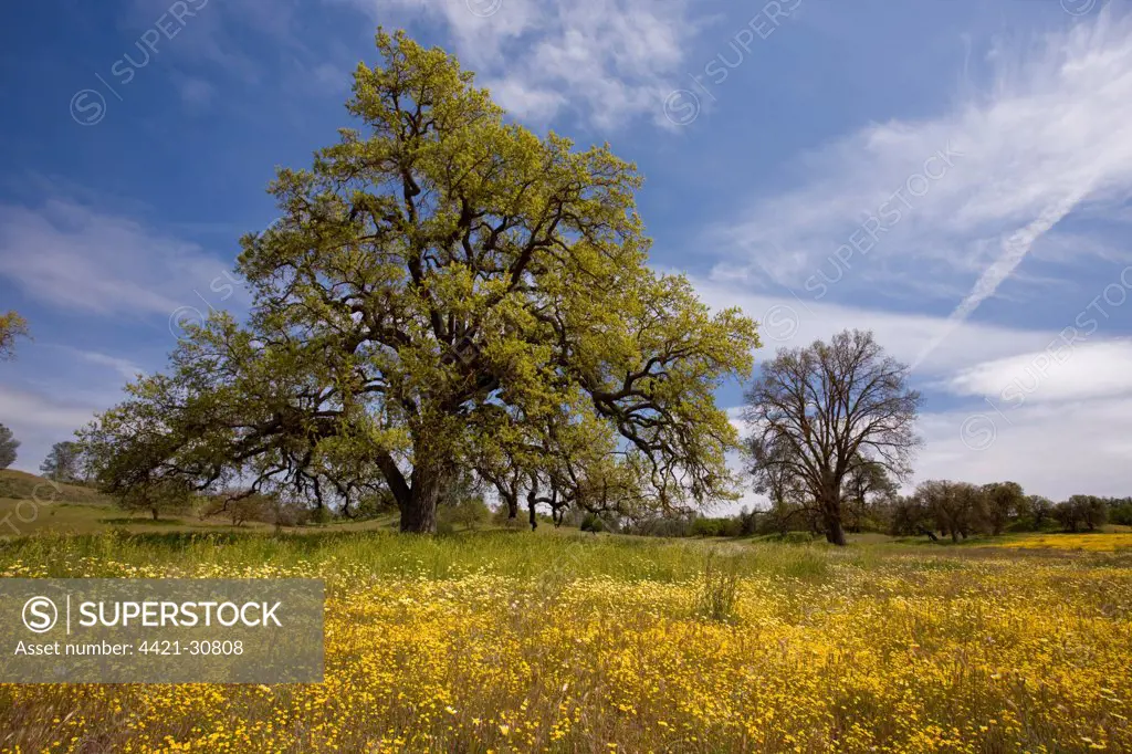 Valley Oak (Quercus lobata) habit, with Tidy-tips (Layia sp.) and Goldfields (Lasthenia sp.), Shell Creek, near San Luis Obispo, California, U.S.A.