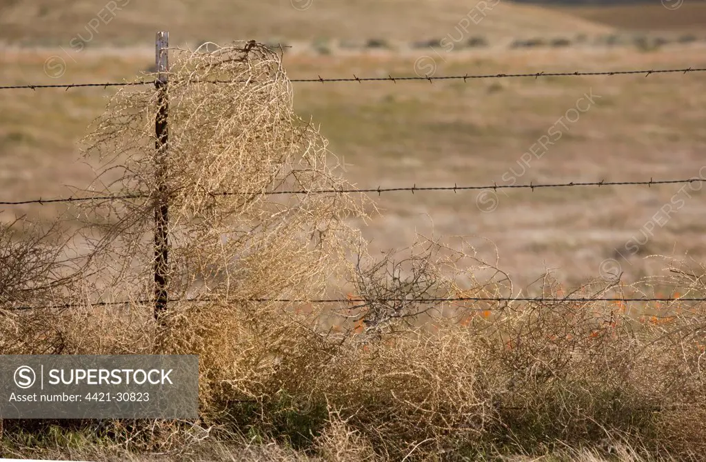 Tumbleweed (Salsola tragus) introduced species, dried stems caught on fence, Southern California, U.S.A.