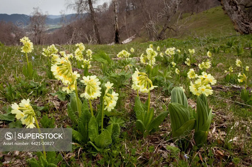 Caucasus Oxlip (Primula ruprechtii) flowering, in mountain habitat, Lesser Caucasus, Georgia, spring