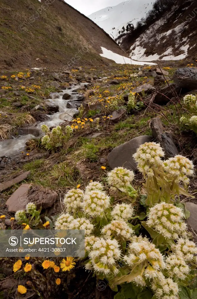 Georgian Butterbur (Petasites georgicus) and Coltsfoot (Tussilago farfara) flowering, in mountain habitat, Great Caucasus, Georgia, spring