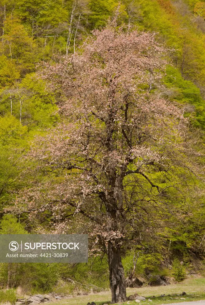 Oriental Apple (Malus orientalis) habit, flowering in habitat, Great Caucasus, Georgia, spring