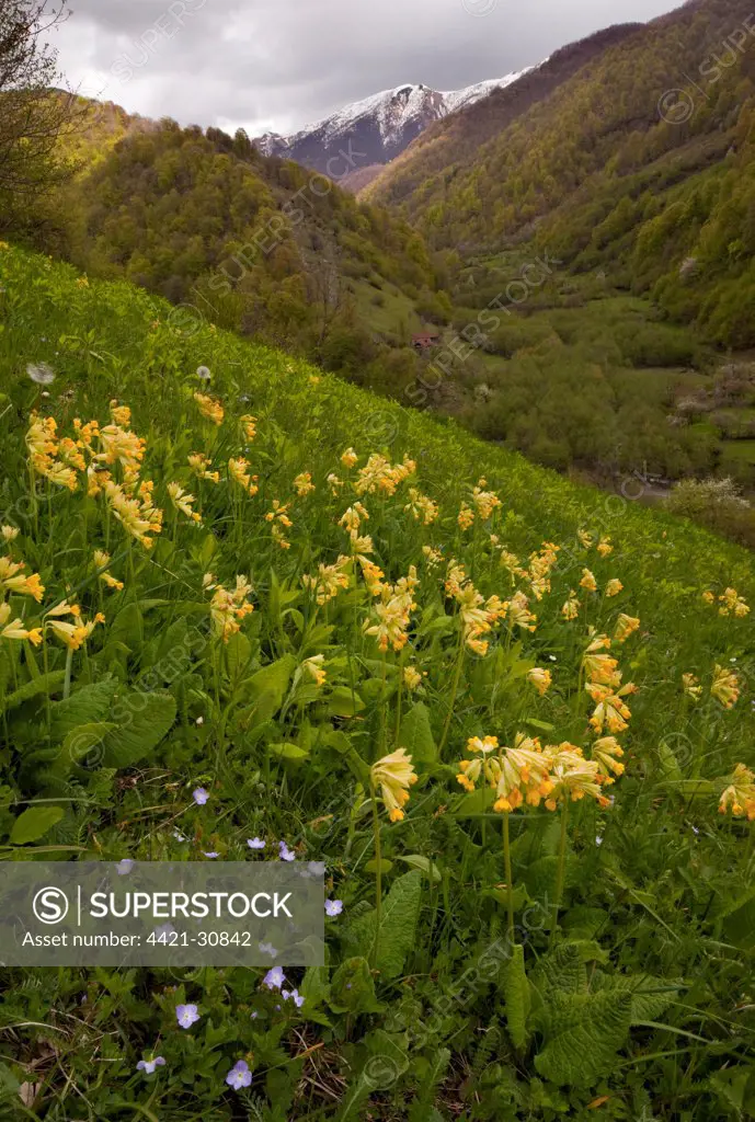 Large-sepalled Primula (Primula macrocalyx) flowering, growing in mountain habitat, Pasanauri Valley, Great Caucasus, Georgia, spring