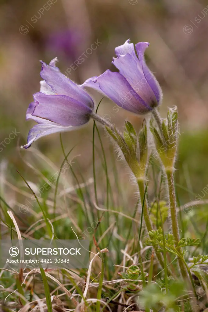Violet Pasqueflower (Pulsatilla violacea) flowering, Great Caucasus, Georgia, spring
