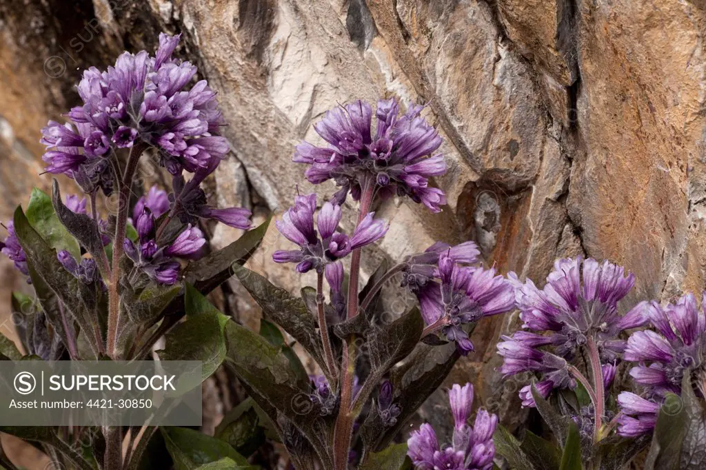Physochlaina (Physochlaina orientalis) flowering, Great Caucasus, Georgia, spring