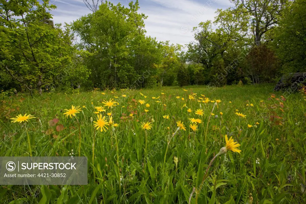 Viper's-grass (Scorzonera humilis) flowering, in ancient wood pasture habitat, Loode Oakwood, Saaremaa Island, Estonia, spring