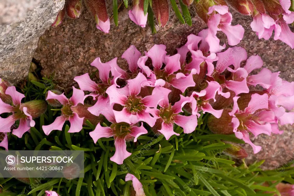 Dwarf Soapwort (Saponaria pumilio) flowering, growing on acid rock, Swiss Alps, Switzerland, june