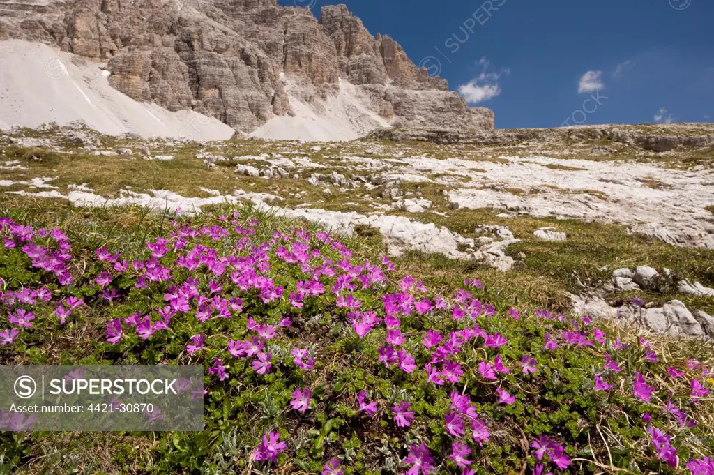 Least Primrose (Primula minima) flowering, mass growing in mountain habitat, Dolomites, Italy, june