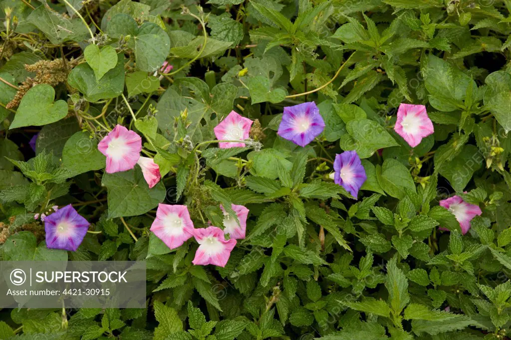 Common Morning Glory (Ipomoea purpurea) introduced species, flowering, growing on wasteground, Biertan, Transylvania, Romania, september