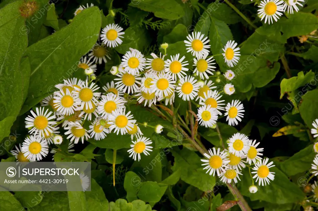 Annual Fleabane (Erigeron annuus) introduced species, flowering, Romania, september
