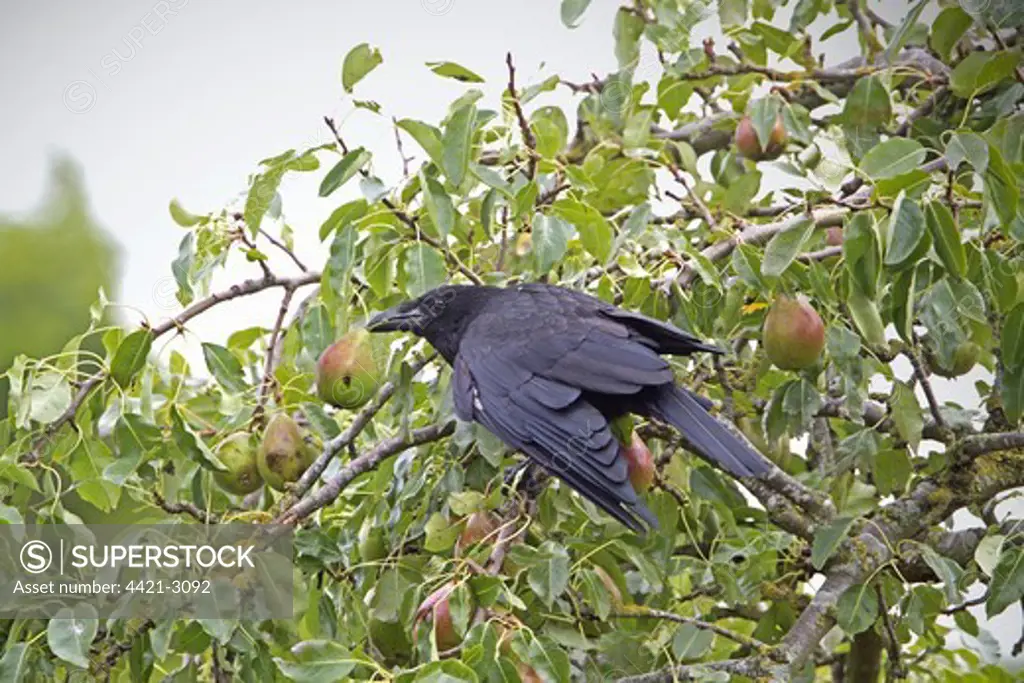 Carrion Crow (Corvus corone) adult, feeding, stealing Common Pear (Pyrus communis) fruit from orchard, Shropshire, England, july