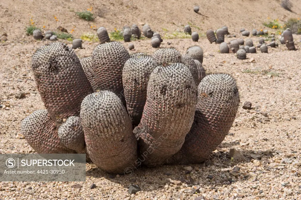 Copiapoa de Philippi (Copiapoa cinerea ssp. columna-alba) growing in desert, Parque National Pan de Azucar, Atacama Desert, Chile