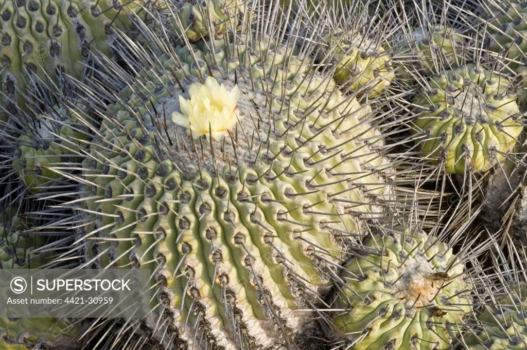 Copiapoa Cactus (Copiapoa echinoides var. cuprea) flowering, near coast south of Caldera, Atacama Desert, Chile
