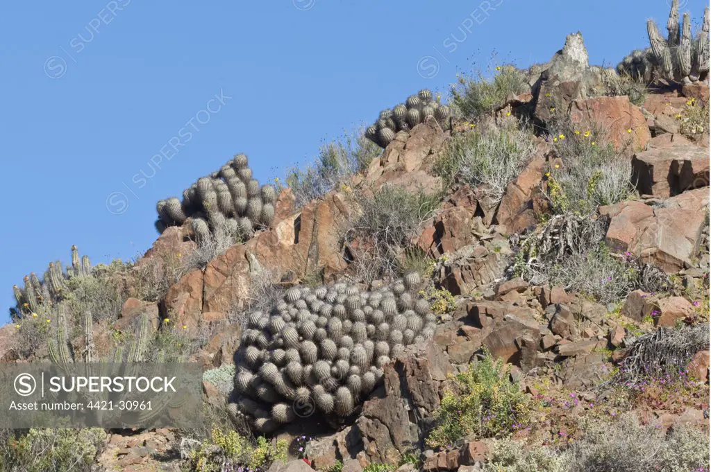Copiapoa Cactus (Copiapoa echinoides var. cuprea) growing on slope in desert habitat, near coastal road south of Caldera, Atacama Desert, Chile