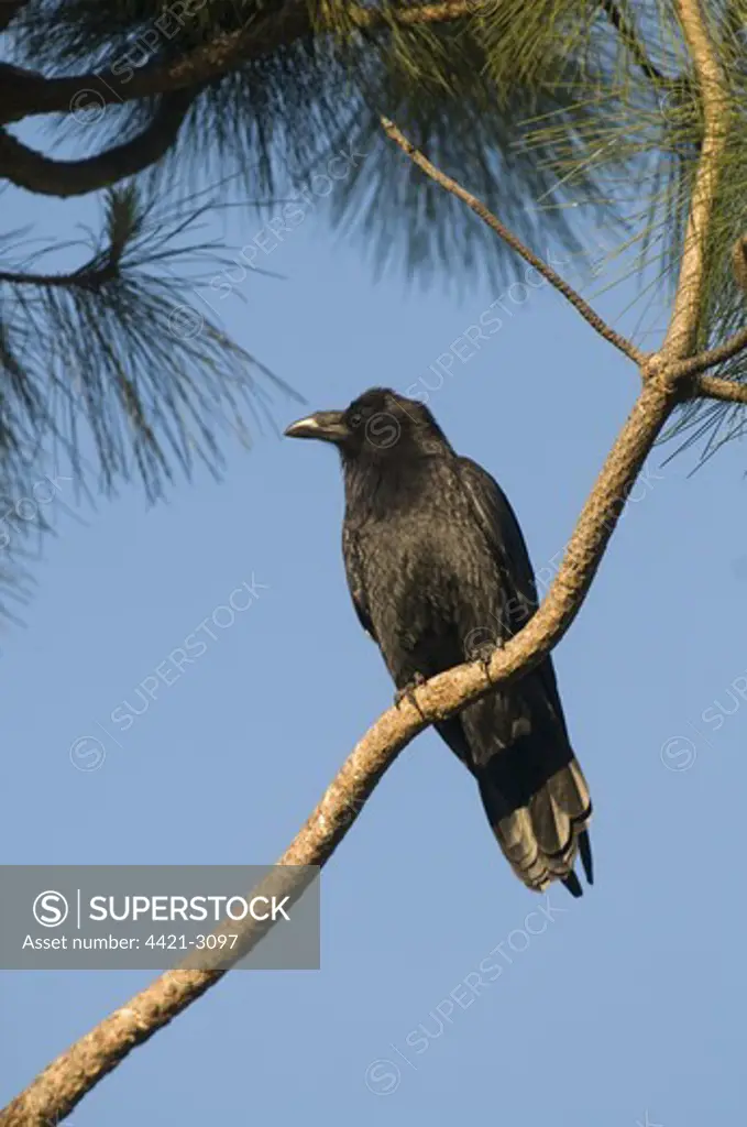 American Crow (Corvus brachyrhynchos) adult, perched on conifer branch, San Diego, California, U.S.A., april