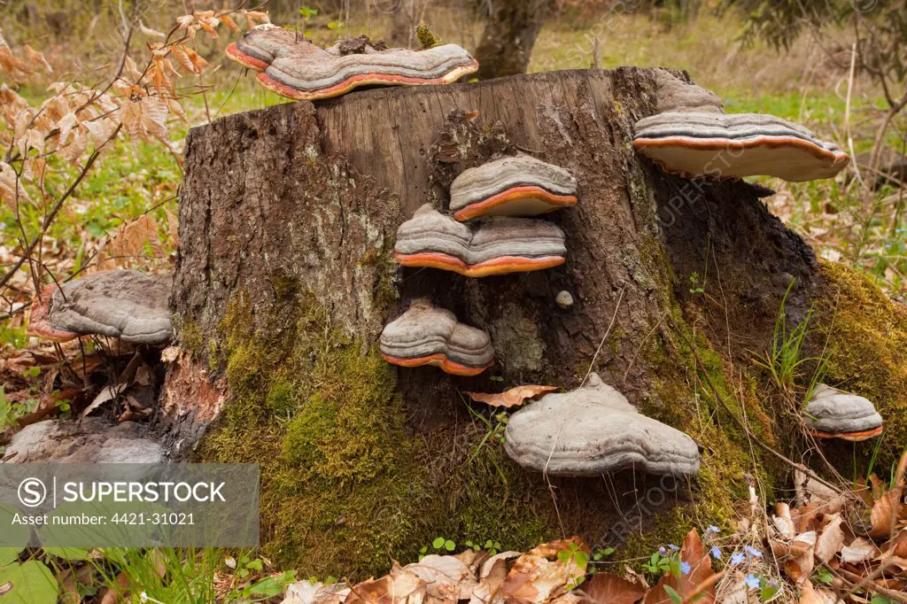 Red-banded Polypore (Fomitopsis pinicola) fruiting bodies, growing on tree stump, Caucasus, Georgia, spring