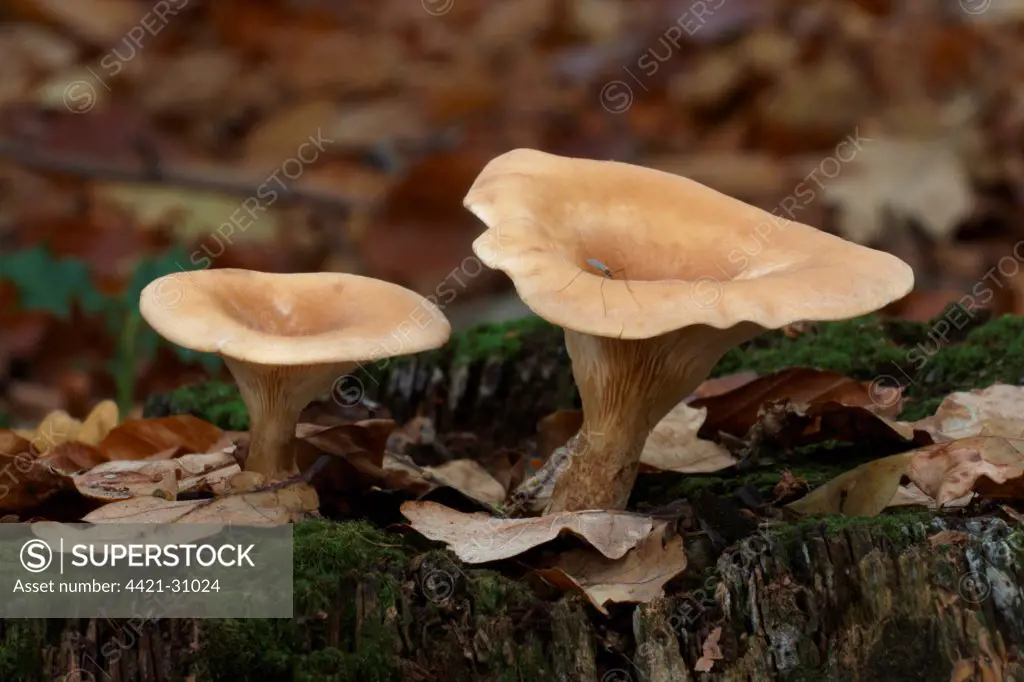Common Funnel Cap (Clitocybe gibba) fruiting bodies, with cranefly, growing in woodland, Leicestershire, England, october