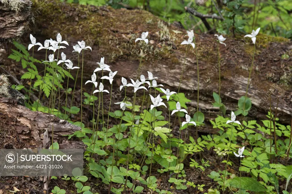 White Dog Orchid (Codonorchis lessonii) flowering, growing on Southern Beech (Nothofagus sp.) forest floor, Senda Hito XXIV Trail, Tierra del Fuego N.P., Southern Patagonia, Tierra del Fuego, Argentina