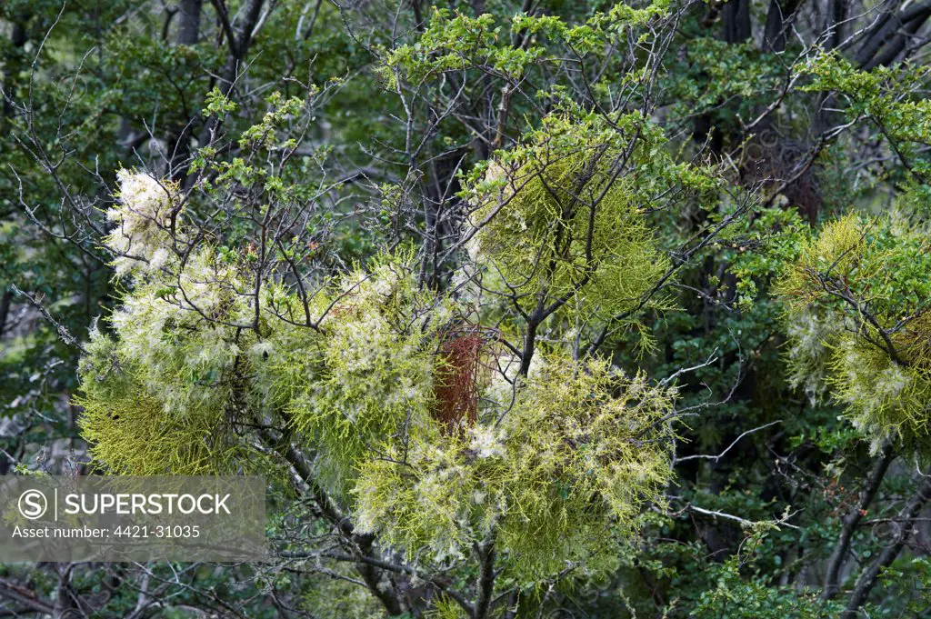 False Mistletoe (Misodendron punctulatum) flowering, growing as hemiparasite on Southern Beech (Nothofagus sp.) tree, Tierra del Fuego N.P., Southern Patagonia, Tierra del Fuego, Argentina