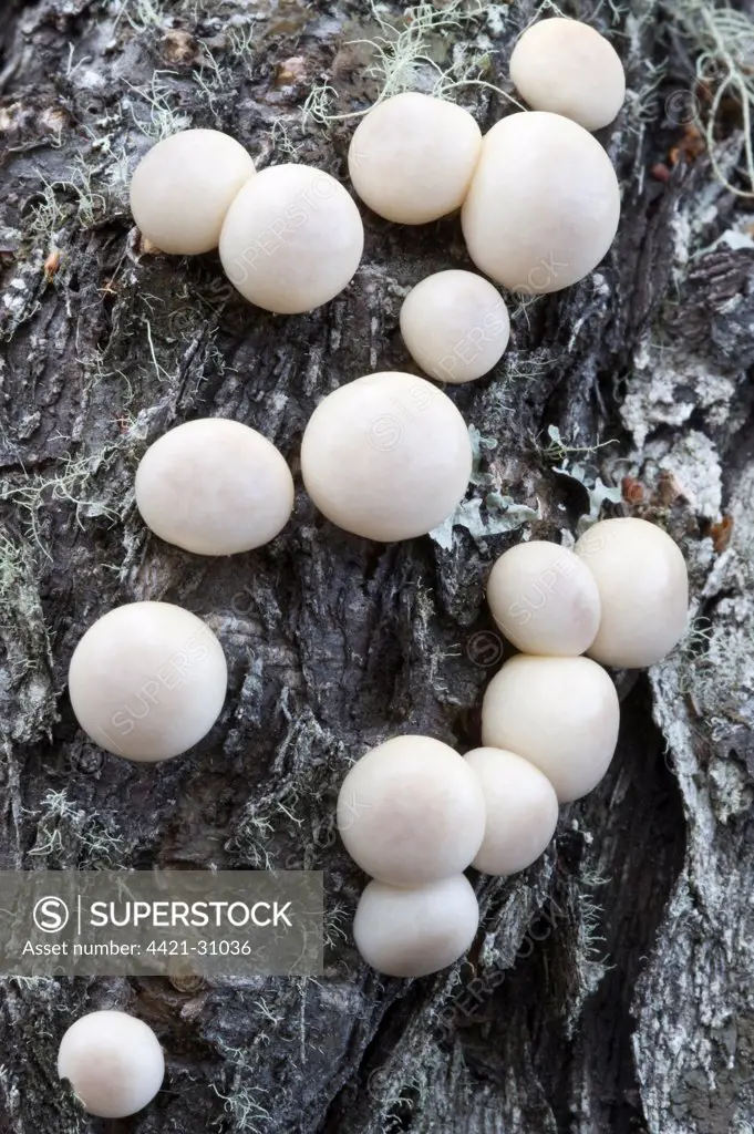 Darwin's Fungus (Cyttaria darwinii) fruiting bodies, growing on on Antarctic Beech (Nothofagus antarctica) trunk, Tierra del Fuego N.P., Southern Patagonia, Tierra del Fuego, Argentina
