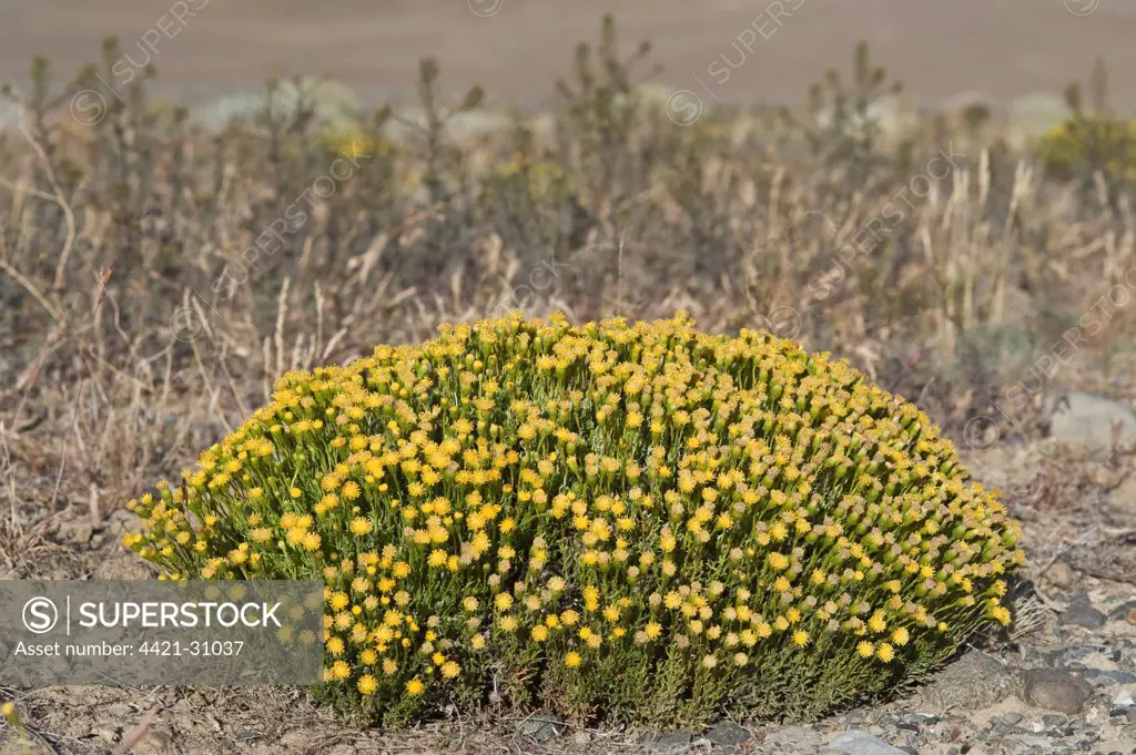 Patagonian Senecio (Senecio patagonicus) flowering clump, from El Calafate to Fitz Roy Mountain, Santa Cruz, Southern Patagonia, Argentina