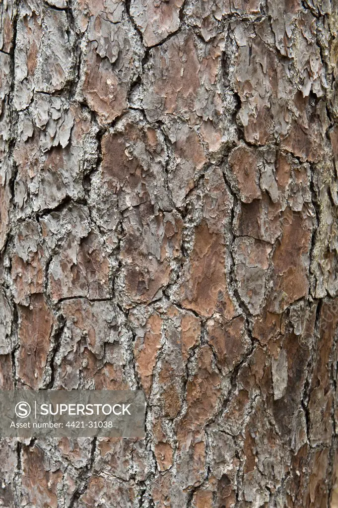 Caribbean Pine (Pinus caribaea) close-up of bark, St. Lucia, Windward Islands, Lesser Antilles