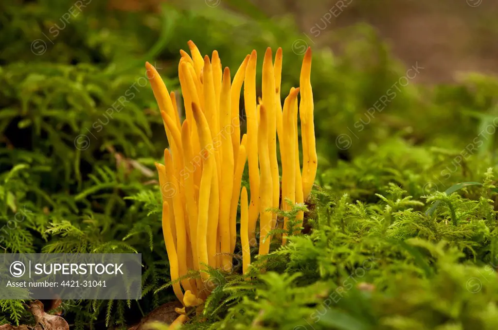 Golden Spindles (Clavulinopsis fusiformis) fruiting bodies, growing amongst moss on bank in old woodland, Wiltshire, England, september