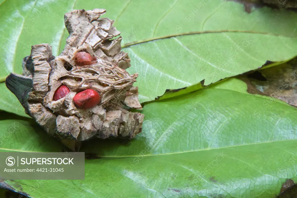 Bwapen Mawon (Talauma dodecapetala) seeds and leaves on forest floor, brought down by Saint Lucia Parrot (Amazona versicolor) feeding, Central Forest, St. Lucia, Windward Islands, Lesser Antilles