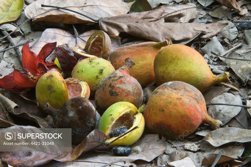 Wild Nutmeg (Swartzia caribaea) fruits on forest floor, Central Forest, St. Lucia, Windward Islands, Lesser Antilles