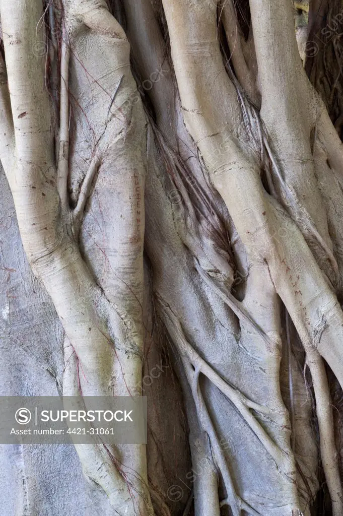 Forest Fig (Ficus craterostoma) close-up of trunk, formed from aerial roots, Kirstenbosch National Botanical Garden, Cape Town, Western Cape, South Africa
