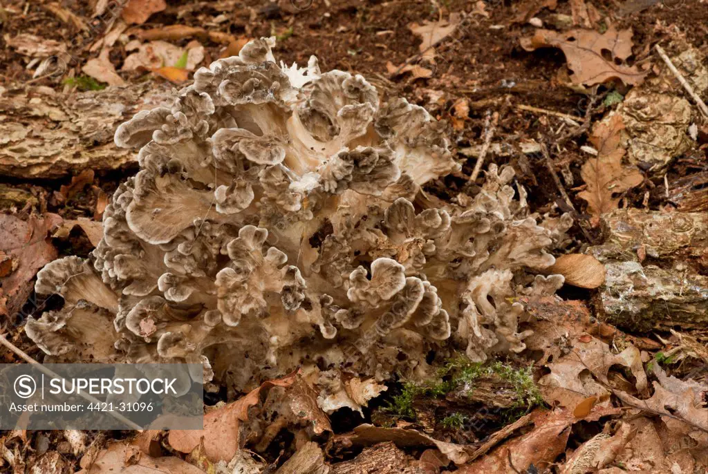 Hen-of-the-woods (Grifola frondosa) fruiting bodies, clump growing at base of lightning struck oak tree, Langley Wood National Nature Reserve, Wiltshire, England, september