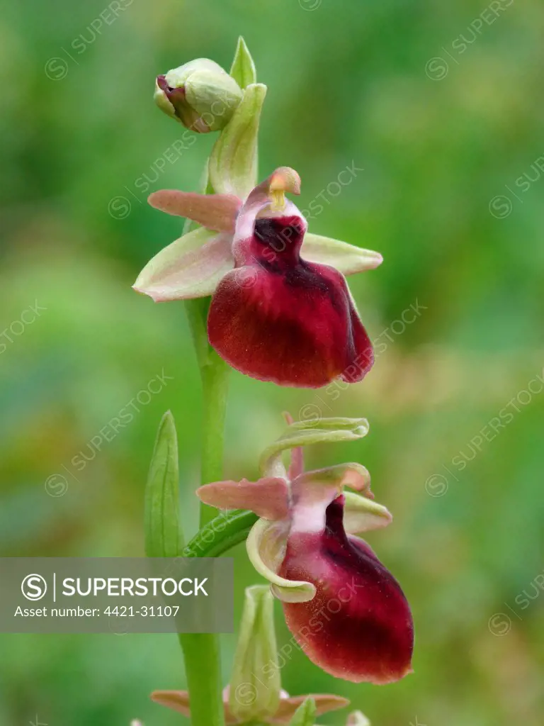 Helen's Bee Orchid (Ophrys helenae) close-up of flowers, Peloponesos, Southern Greece, april