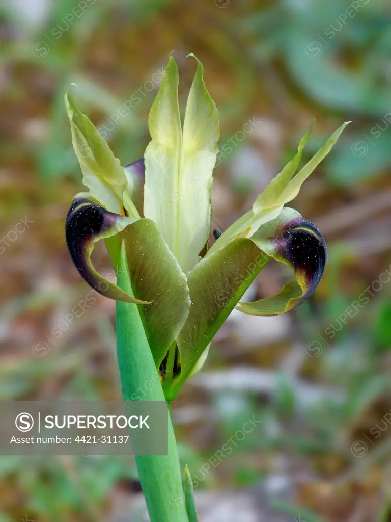 Black-widow Iris (Hermodactylus tuberosus) flowering, growing on mediterranean macchia, Peloponesos, Southern Greece, april