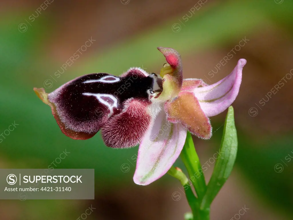Rheinhold's Bee Orchid (Ophrys reinholdii) close-up of flower, Peloponesos, Southern Greece, april