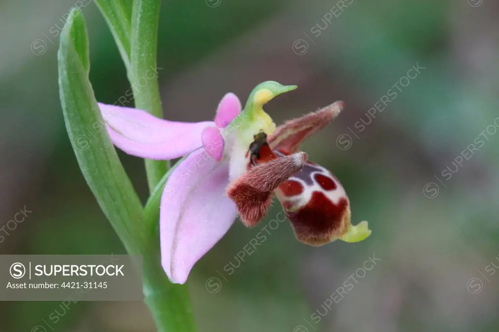 Horned Orchid (Ophrys cornuta) close-up of flower, Peloponesos, Southern Greece, april