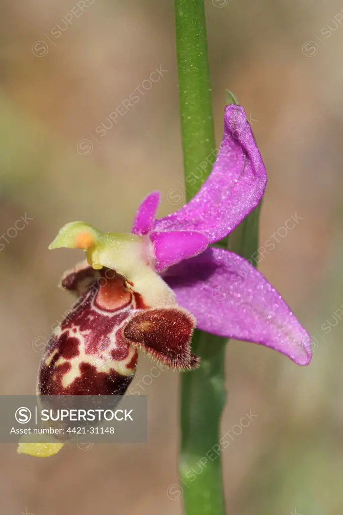 Bremifera Bee Orchid (Ophrys bremifera) close-up of flower, Peloponesos, Southern Greece, april