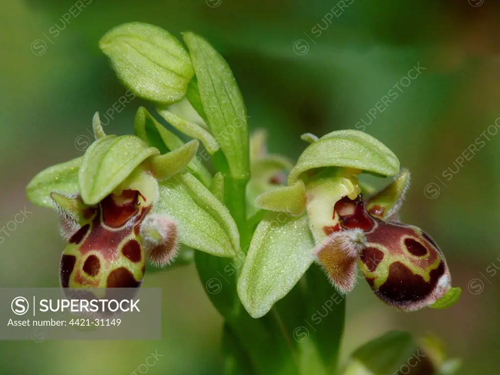 Attica's Orchid (Ophrys attica) close-up of flowers, Peloponesos, Southern Greece, april