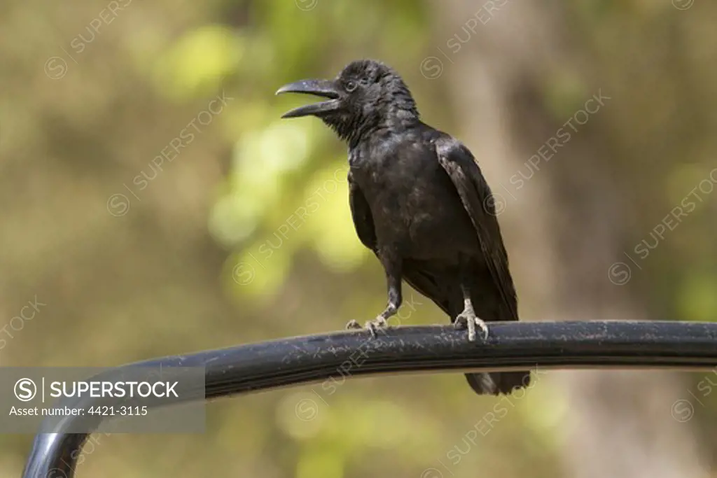 Jungle Crow (Corvus macrorhynchos) adult, calling, perched on bar, Kanha N.P., Madhya Pradesh, India