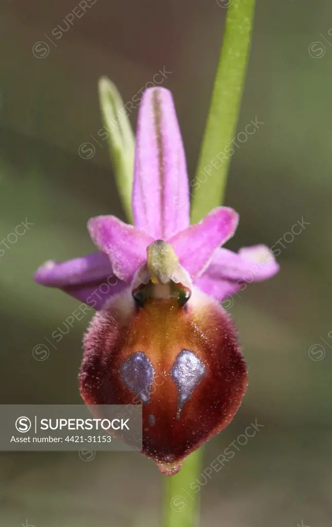 Argolis Orchid (Ophrys argolica) close-up of flower, Peloponesos, Southern Greece, april