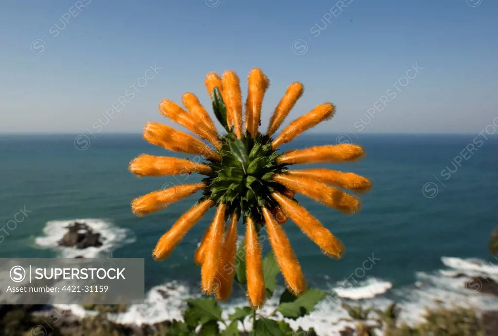 Wild Dagga (Leonotis leonurus) flowering, with sea in background, Port St. Johns, 'Wild Coast', Eastern Cape (Transkei), South Africa