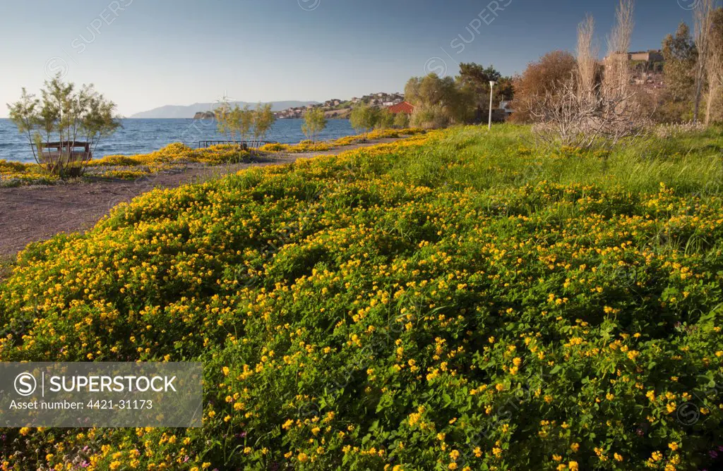 Fenugreek (Trigonella balansae) flowering mass, growing on beach, Molyvos, Lesvos, Greece, april