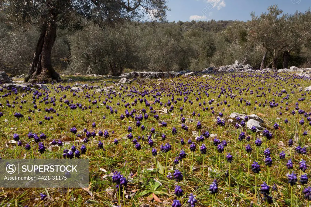 Dark Grape Hyacinth (Muscari commutatum) flowering mass, growing in old Olive (Olea europea) grove habitat, Lesvos, Greece, march