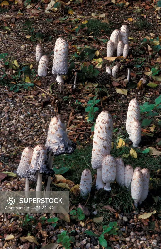 Shaggy Ink Cap Fungi (Coprinus comatus)